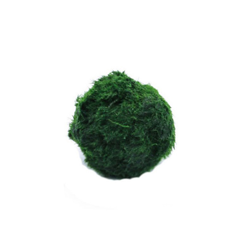 Planted Aquarium Moss - Bola Lumut Marimo Tanaman Akuarium Hidup