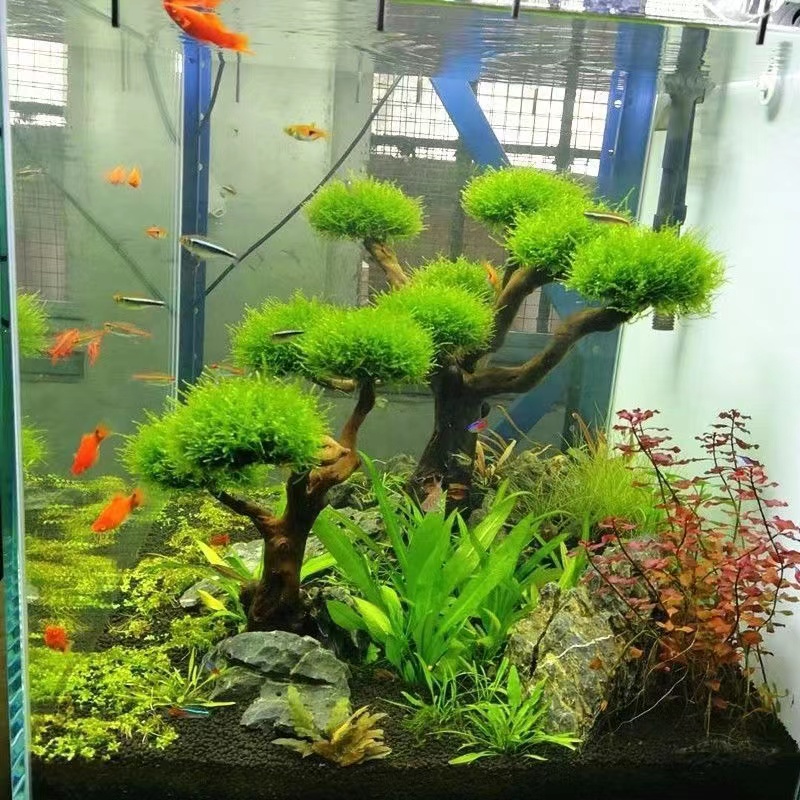 Planted Aquarium Moss - Aksesori Kerangka Pohon Lumut Aksesori Kayu