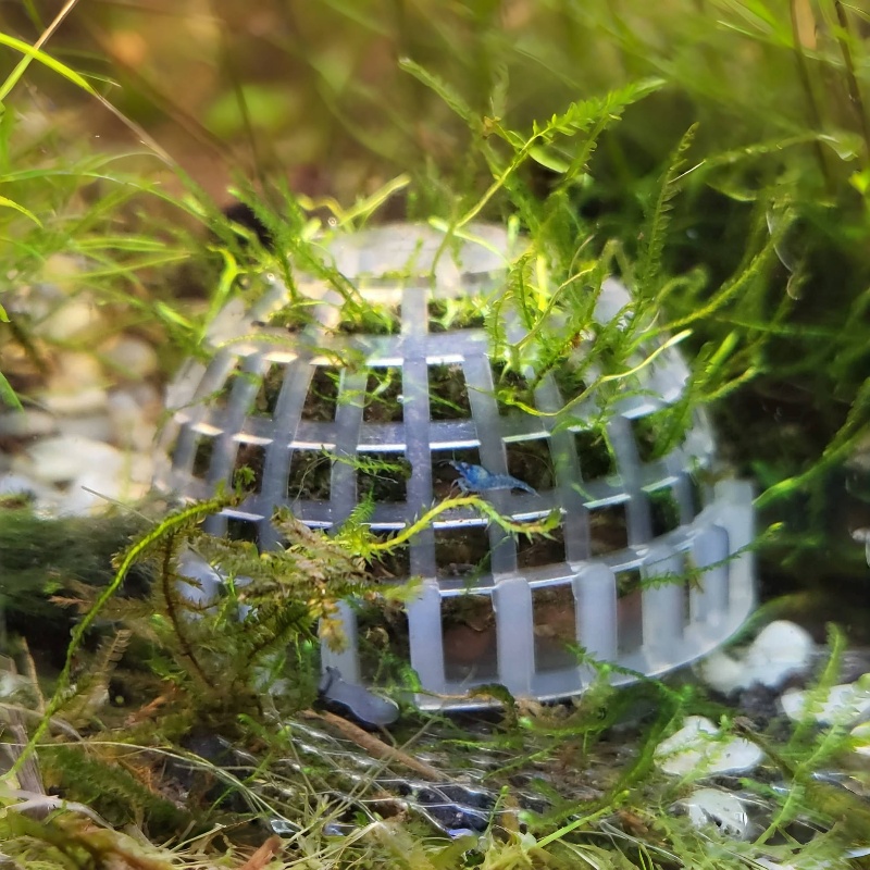 Planted Aquarium Models - 2 buah pemegang bola lumut akuarium,