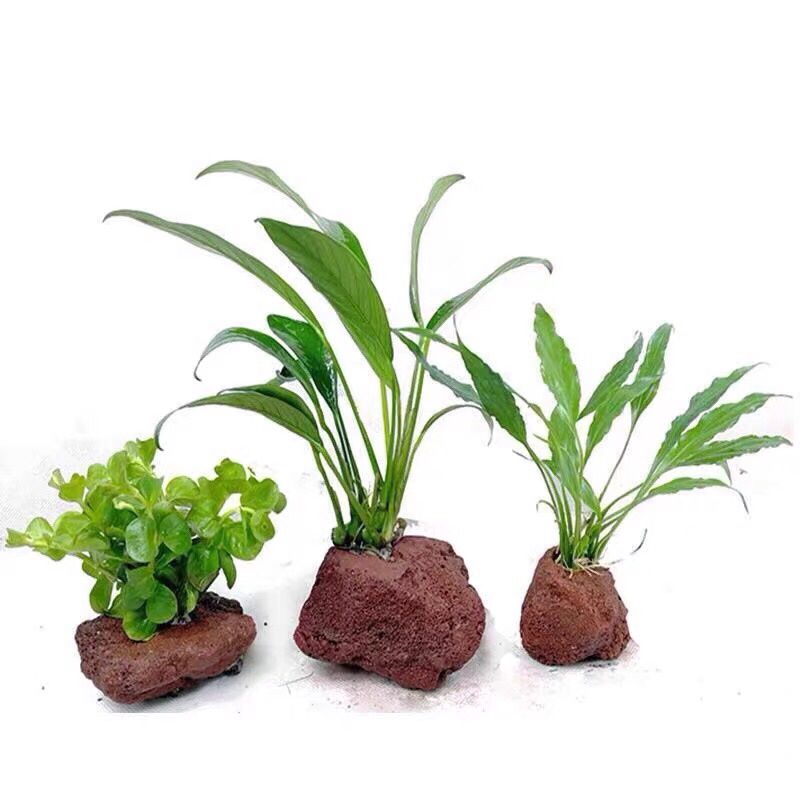 Batu terbuka udang ikan Penamp - Planted Aquarium With Rocks ulasan dan harga