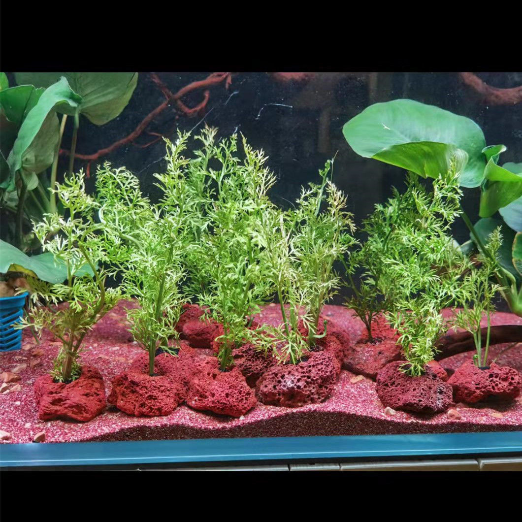 Batu terbuka udang ikan Penamp - Planted Aquarium With Rocks ulasan dan harga