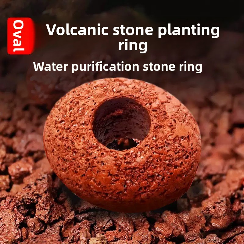 Cincin Tanam Tanaman Akuarium  - Planted Aquarium Care ulasan dan harga