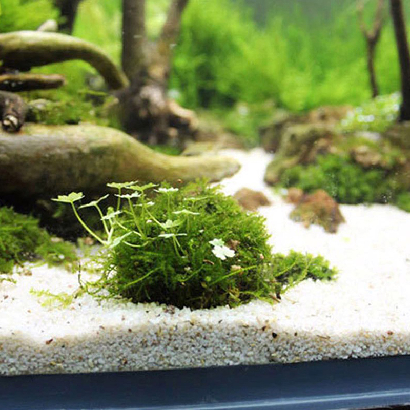 1 buah perlengkapan hewan peli - Planted Aquarium Models ulasan dan harga