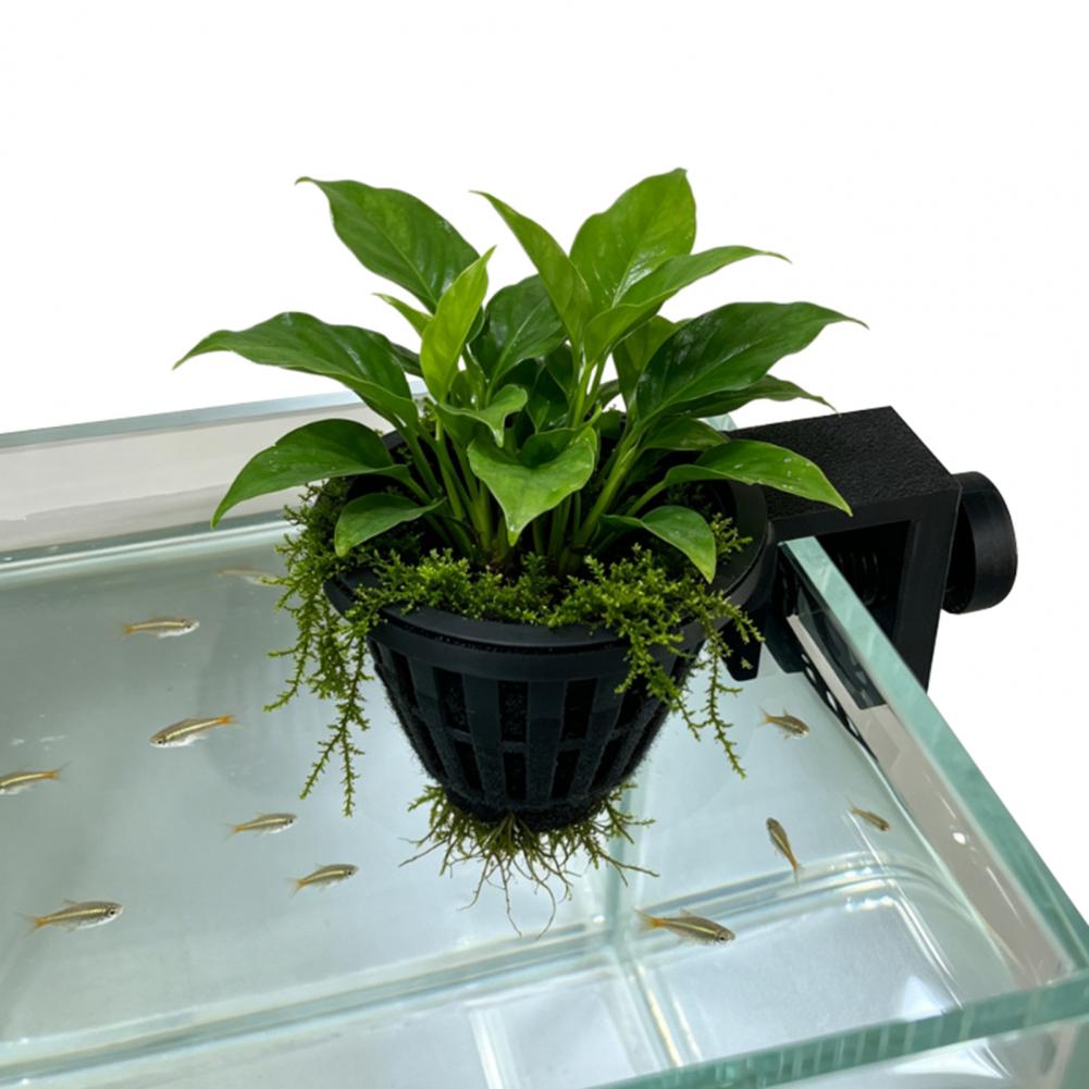Penyangga Tanaman Akuarium den - Planted Aquarium Anubias ulasan dan harga