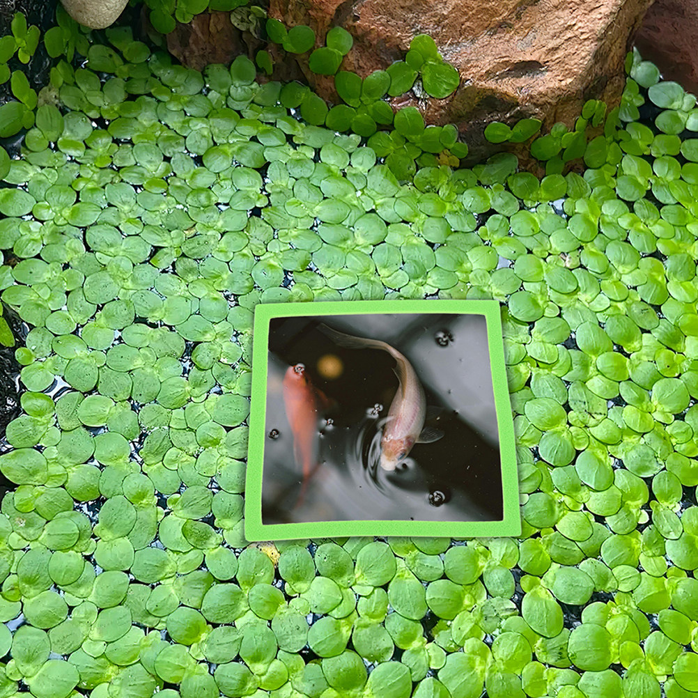 10 Buah Cincin Mengambang Akua - Aquarium Plant Rings ulasan dan harga