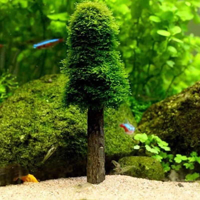 Tangki akuarium dekorasi lansk - Planted Aquarium Moss ulasan dan harga