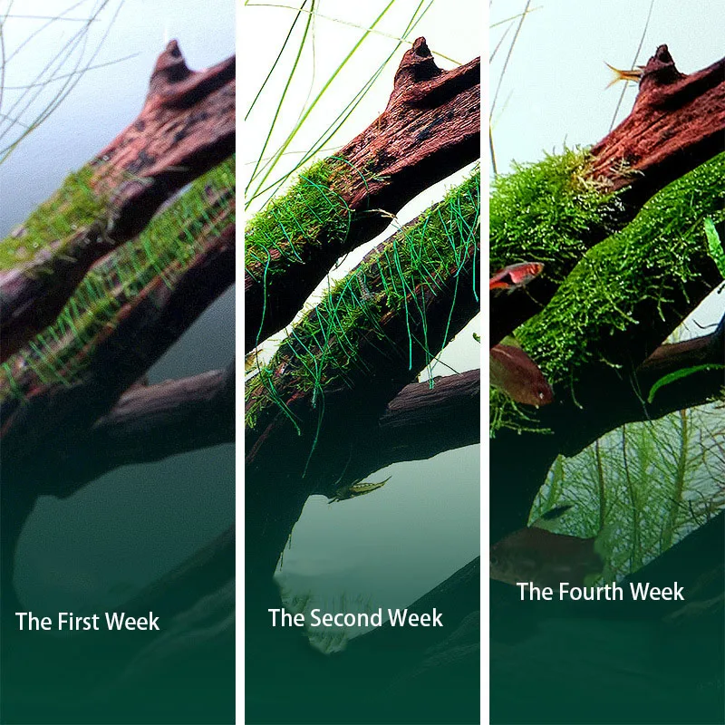 Benang Lumut Akuarium Biodegra - Planted Aquarium With Rocks ulasan dan harga