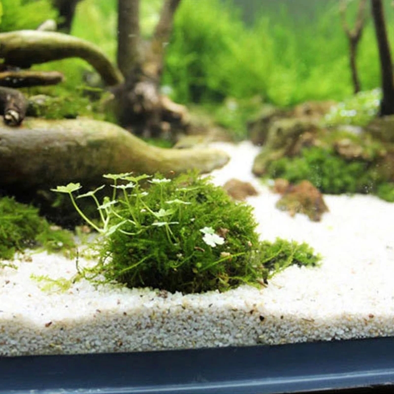 2 buah pemegang bola lumut aku - Planted Aquarium Models ulasan dan harga